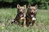 VASGOTASPETS 037